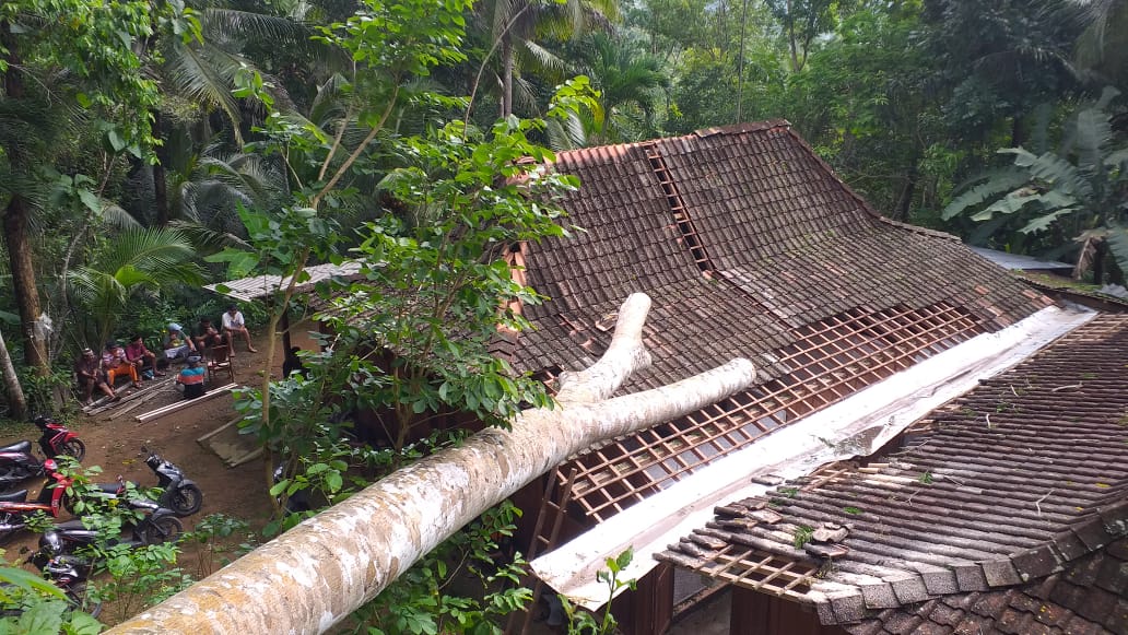 Pohon Sengon Tumbang Mengenai Rumah